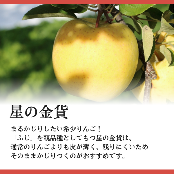 JA相馬村】星の金貨 りんご | 飛馬りんご・りんごジュースならJA相馬村