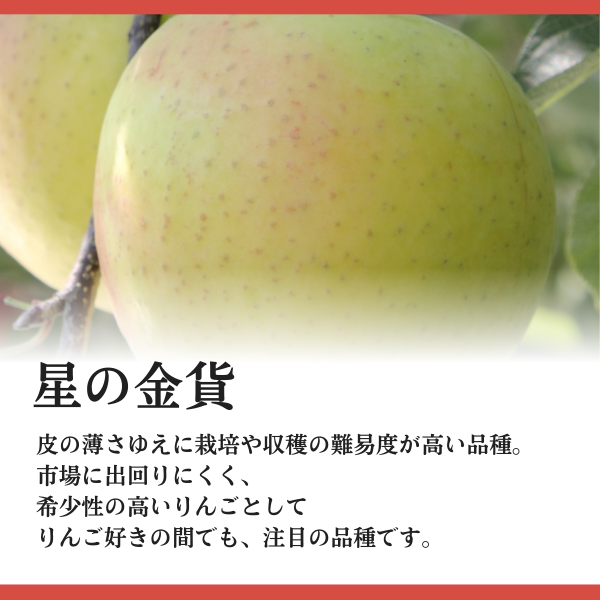 JA相馬村】星の金貨 りんご | 飛馬りんご・りんごジュースならJA相馬村