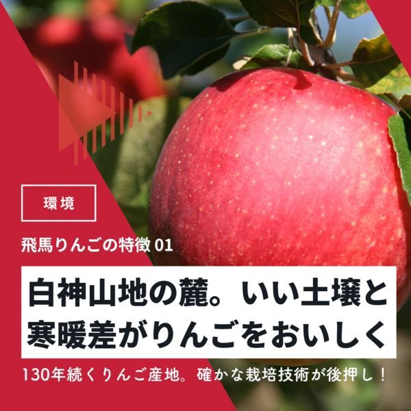 JA相馬村】早生ふじりんご | 青森県弘前市の『飛馬りんご』の産直通販