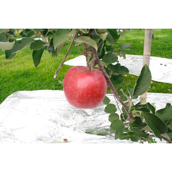 サン北斗 りんご | 青森県弘前市の『飛馬りんご』の産直通販・お歳暮