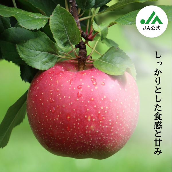JA相馬村】千雪 りんご | 青森県弘前市の『飛馬りんご』の産直通販